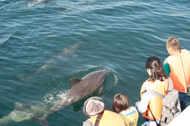 Kuchinotsu Dolphin Watching: Tour boat consortium.
