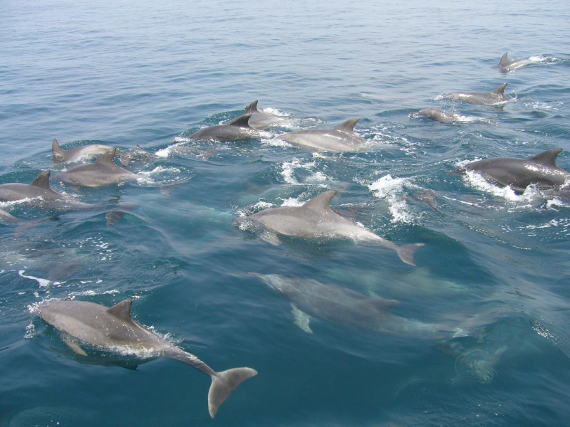 Minamishimabara Dolphin Watching